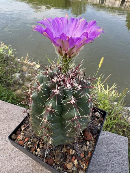Thelocactus bicolor